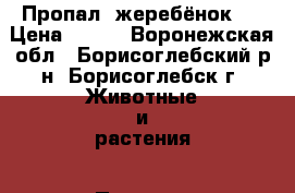 Пропал  жеребёнок ! › Цена ­ 100 - Воронежская обл., Борисоглебский р-н, Борисоглебск г. Животные и растения » Пропажи и находки   